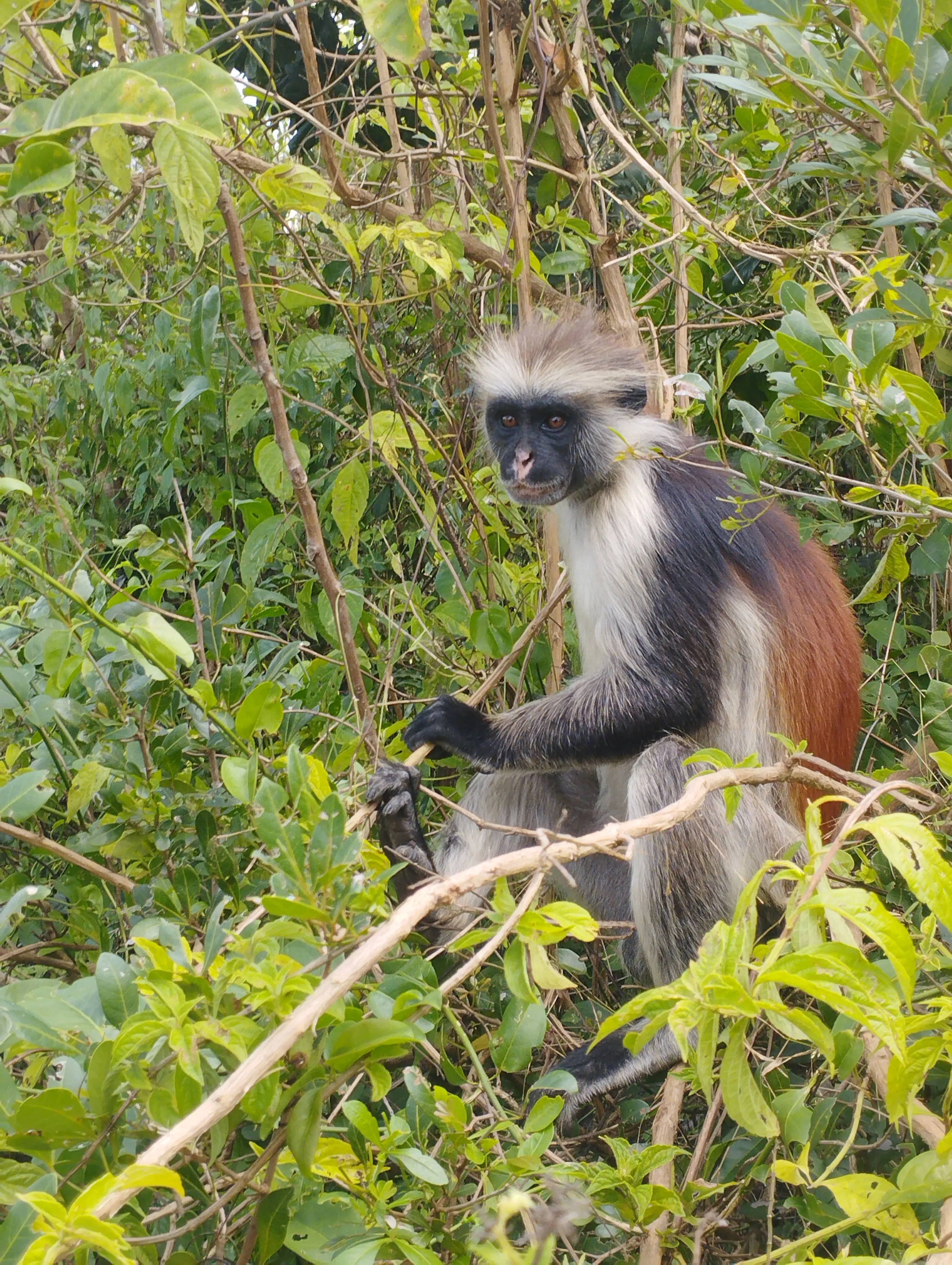 Tour della Foresta di Jozani photo