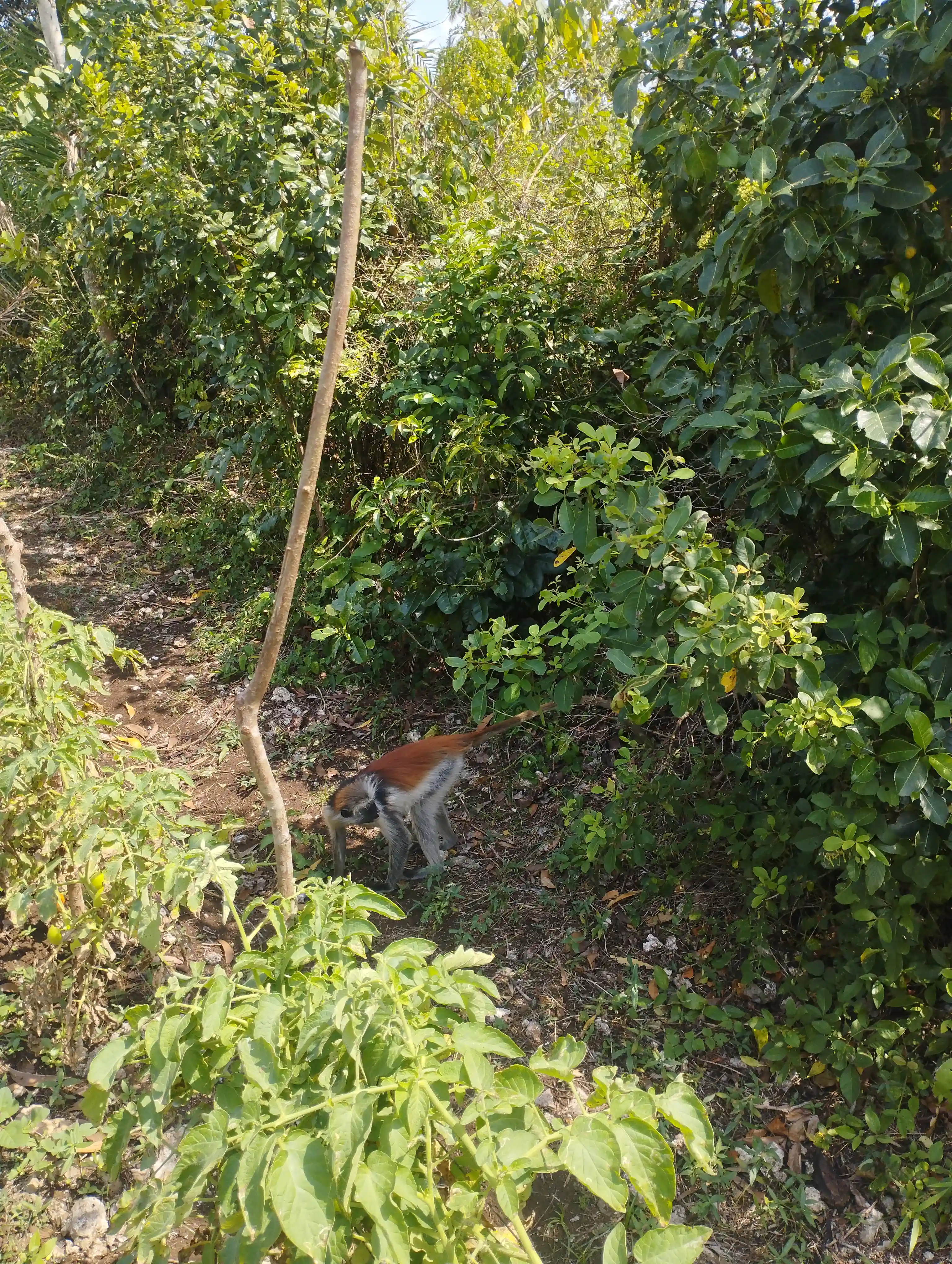 Tour della Foresta di Jozani photo