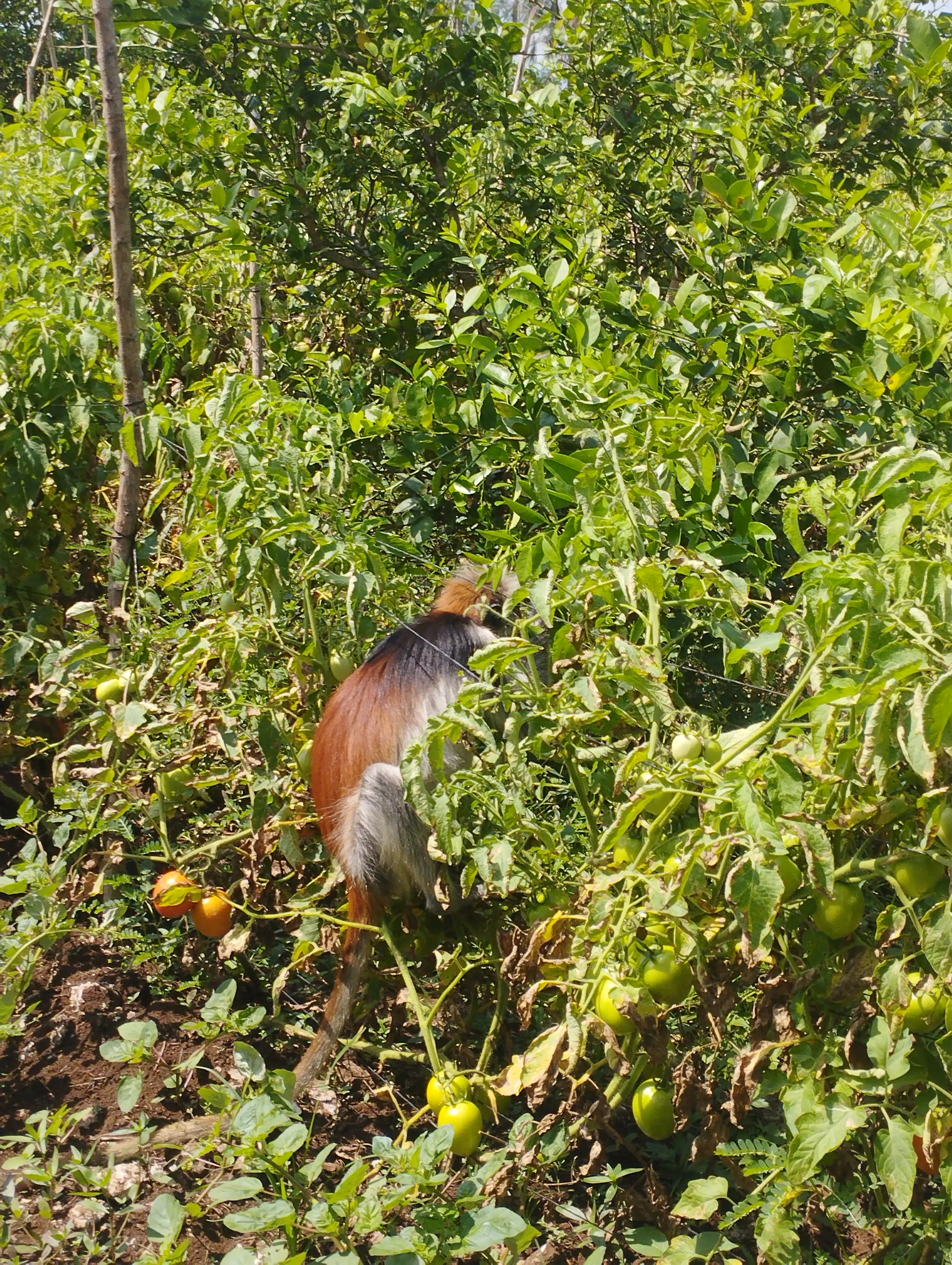 Tour della Foresta di Jozani photo