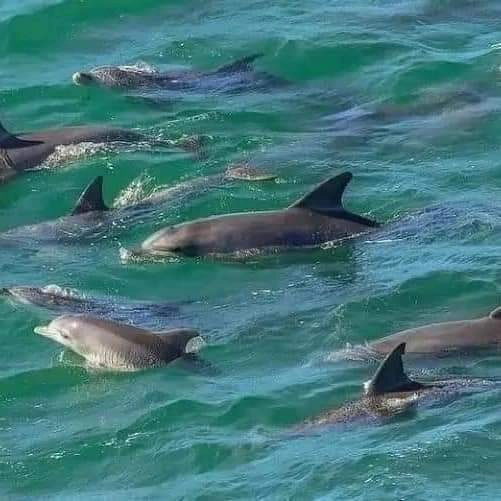 Isola di Mnemba con Tour dei Delfini photo