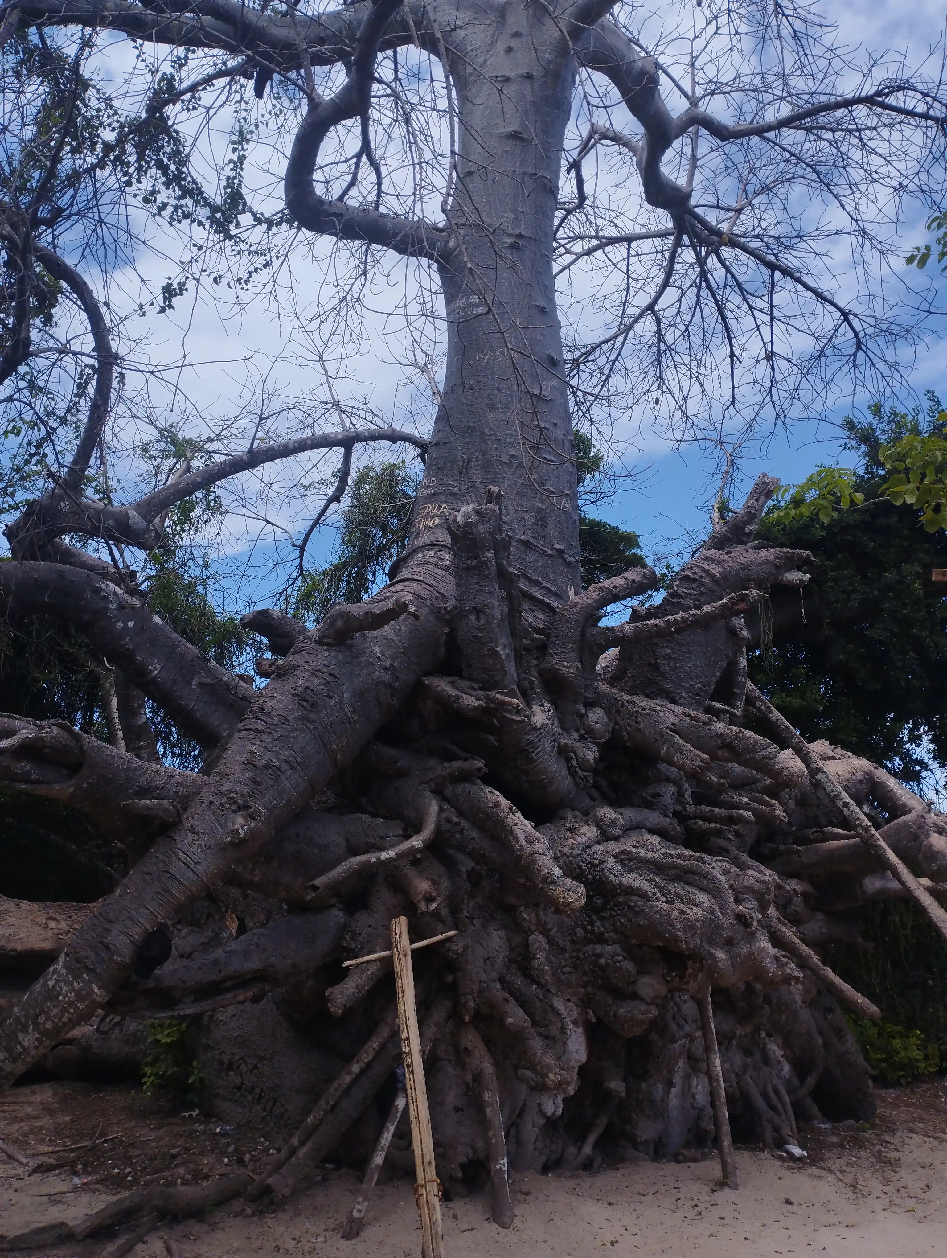 Safari Blue Tour photo