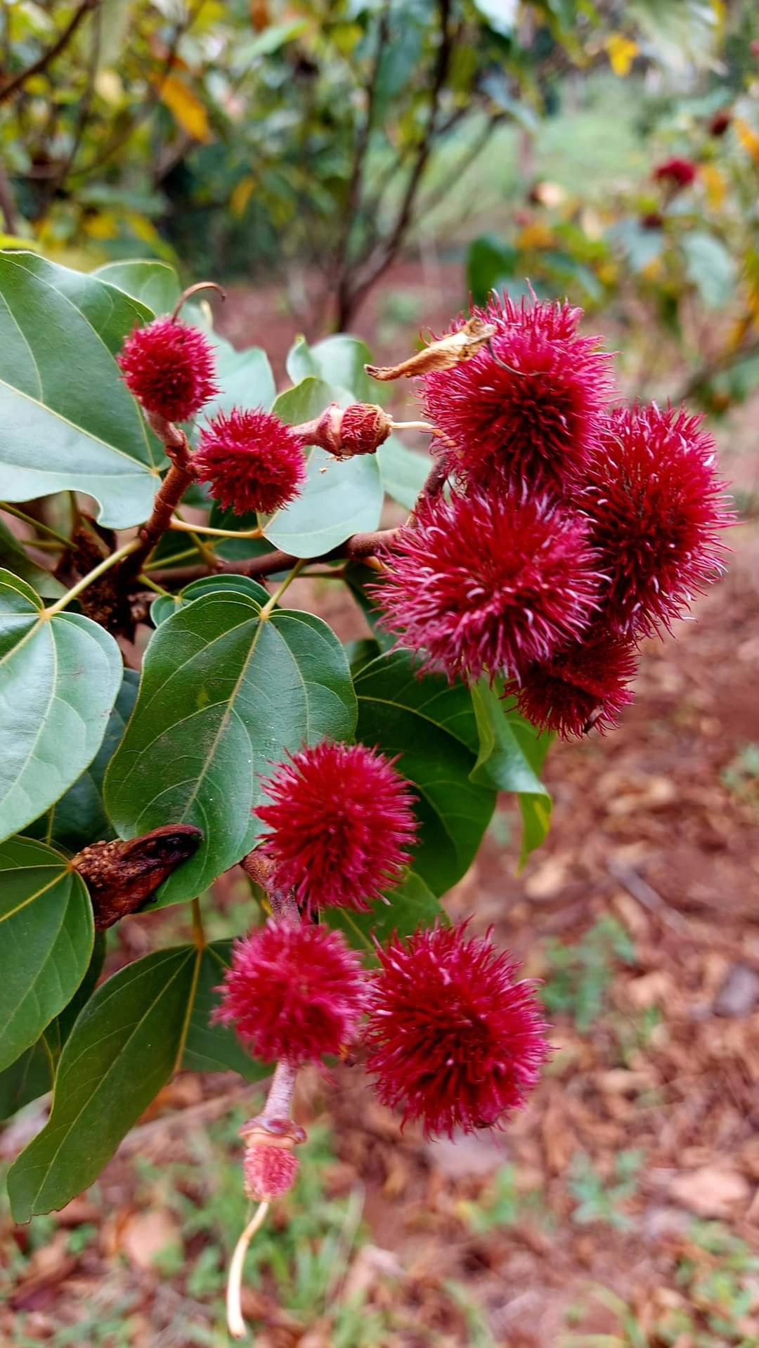 Tour delle Spezie di Zanzibar photo